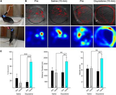 Dissociable effects of oxycodone on behavior, calcium transient activity, and excitability of dorsolateral striatal neurons